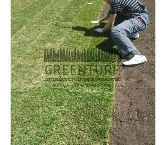 Озеленение придомовой территории - фото - 8